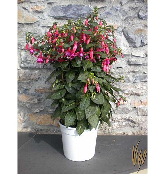 Fuksija Ø27 rešetka