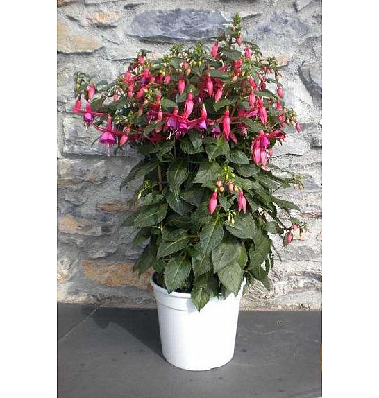 Fuchsia Ø27 špalir