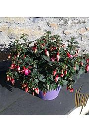 Fuchsia Ø25