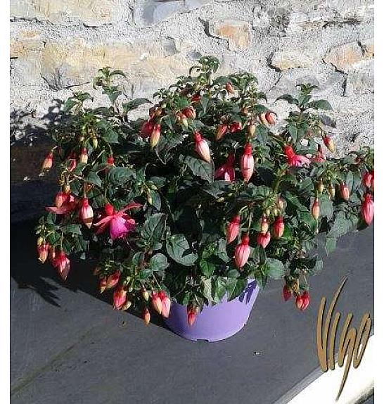 Fuchsia Ø25