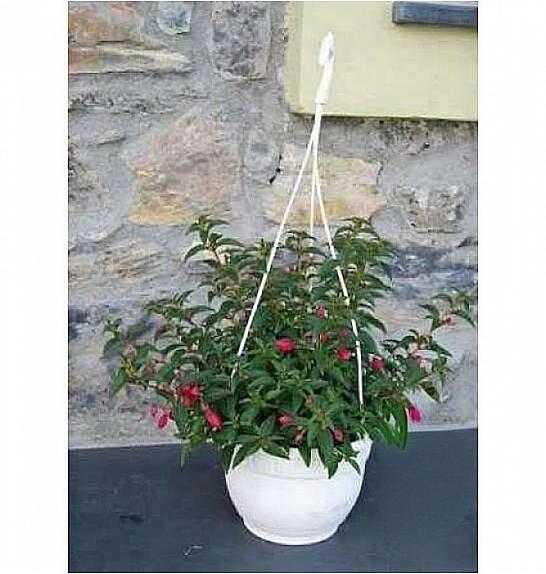 Fuchsia Ø20 obešanka