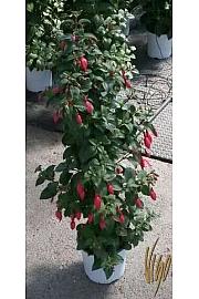 Fuksija Ø18 piramida