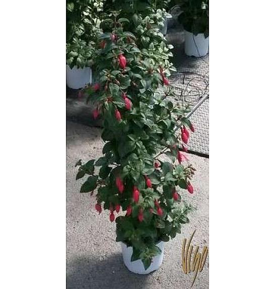 Fuksija Ø18 piramida