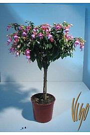 Fuchsia Ø18 Na Steblu 25 cm