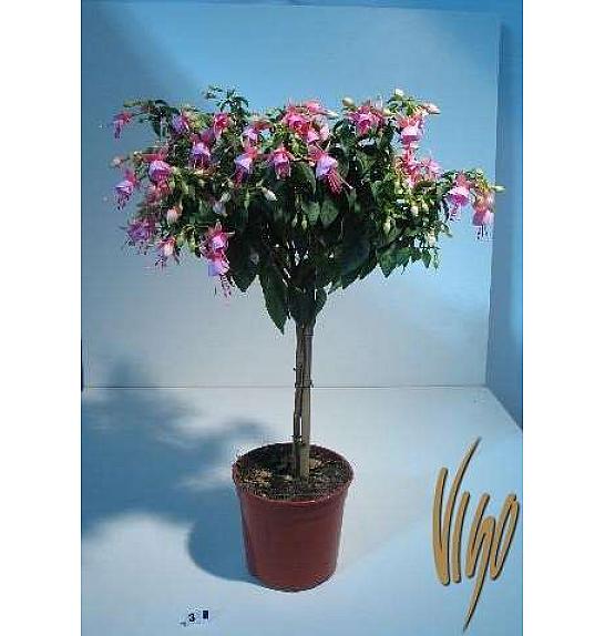 Fuchsia Ø18 Na Steblu 25 cm