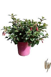 Fuchsia Ø18