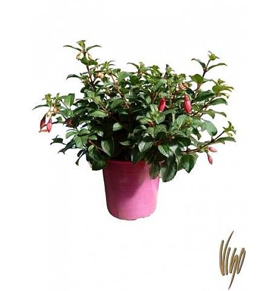 Fuchsia Ø18