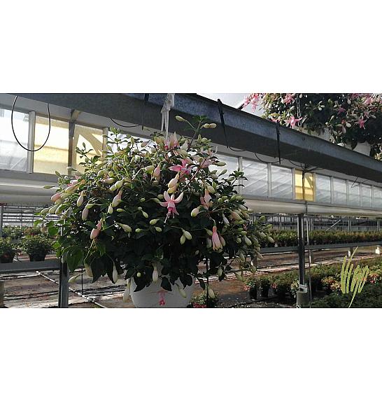 Fuchsia Ø16 obešanka