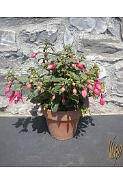 Fuchsia Ø15