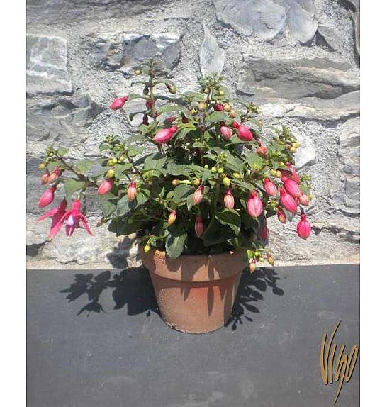 Fuchsia Ø15
