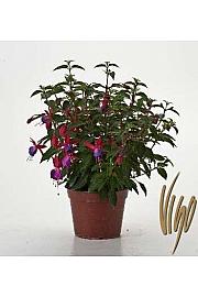 Fuchsia Ø14