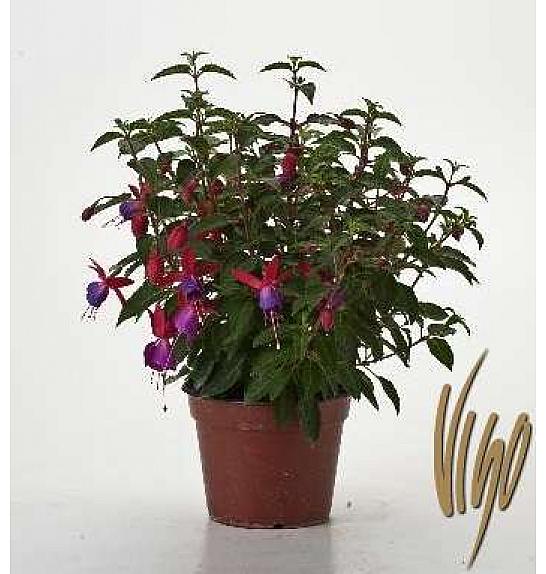 Fuchsia Ø14