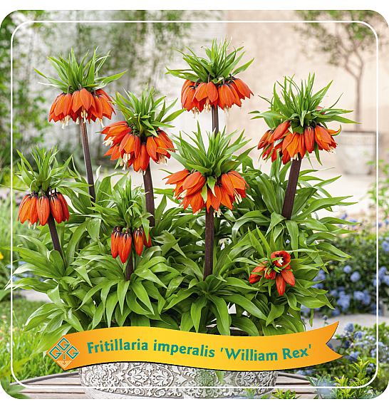Fritillaria imperalis William rex C5 Lit.