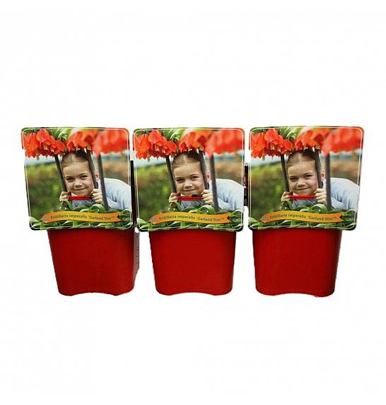 Fritillaria Imperalis Garland Star ® C5 Lit.