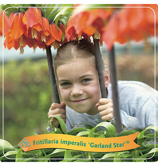 Fritillaria Imperalis Garland Star ® C5 Lit.