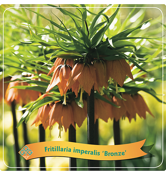 Fritillaria imperalis Bronze C5 Lit.