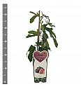 Ficus carica Rode de Bordeaux C2 Lit. 30-40 cm