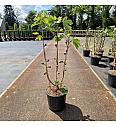 Ficus carica Firoma® C20 Lit. 80-90 cm Špalir