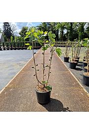 Ficus carica Firoma® C20 Lit. 80-90 cm Špalir