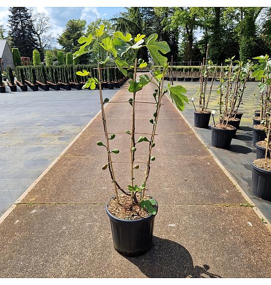 Ficus carica Firoma® C20 Lit. 80-90 cm Špalir