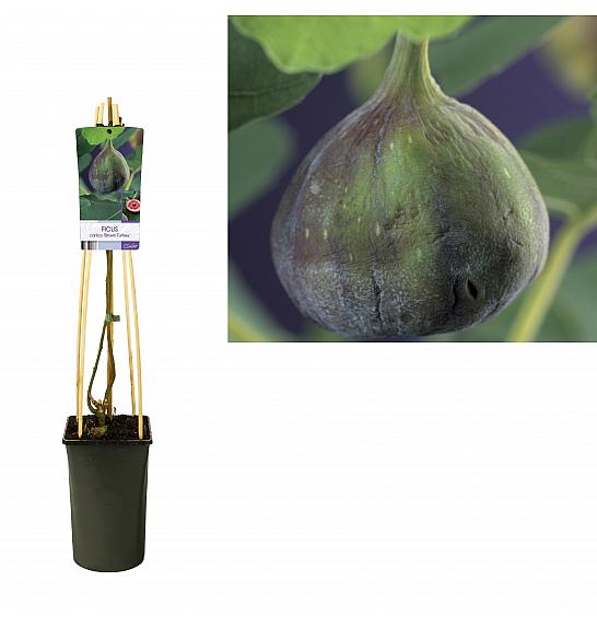 Ficus carica Brown Turkey C2,5 Lit. 40-60 cm