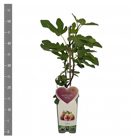 Ficus carica Brown Turkey C2 Lit. 30-40 cm