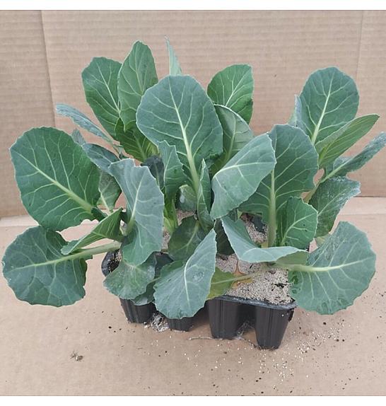 Zelje Glavnato Punto Rosso Kultipak 48/6