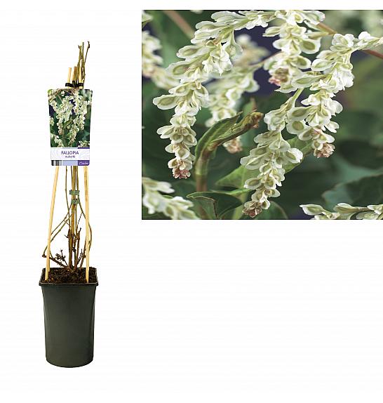 Fallopia aubertii C2,5 Lit. 40-60 cm