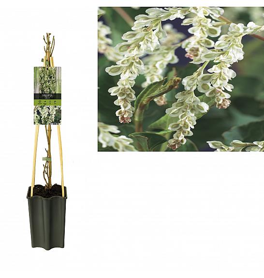 Fallopia aubertii C1,5 Lit. 30-40 cm