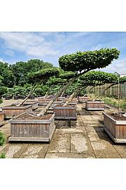 Bukovo drvo (Fagus sylvatica) u drvenom koritu 120x120 cm 200-250 cm Kišobran