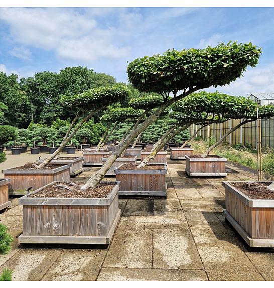 Bukovo drvo (Fagus sylvatica) u drvenom koritu 120x120 cm 200-250 cm Kišobran