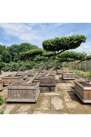Fagus sylvatica v lesenem koritu 120x120 cm 200-250 cm Dežnik