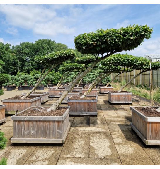 Fagus sylvatica v lesenem koritu 120x120 cm 200-250 cm Dežnik