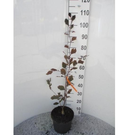 Fagus sylvatica Purpurea Tricolor C5 Lit. 60-80 cm