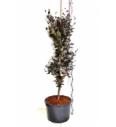 Fagus sylvatica Dawyck Purple C5 Lit. 60-80 cm