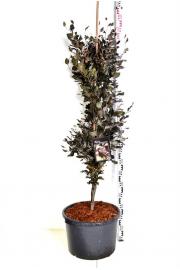 Fagus sylvatica Dawyck Purple C5 Lit. 60-80 cm