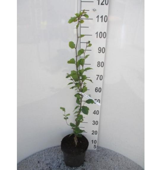 Fagus sylvatica Dawyck Gold C5 Lit. 60-80 cm