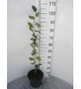 Fagus sylvatica Dawyck C5 Lit. 60-80 cm