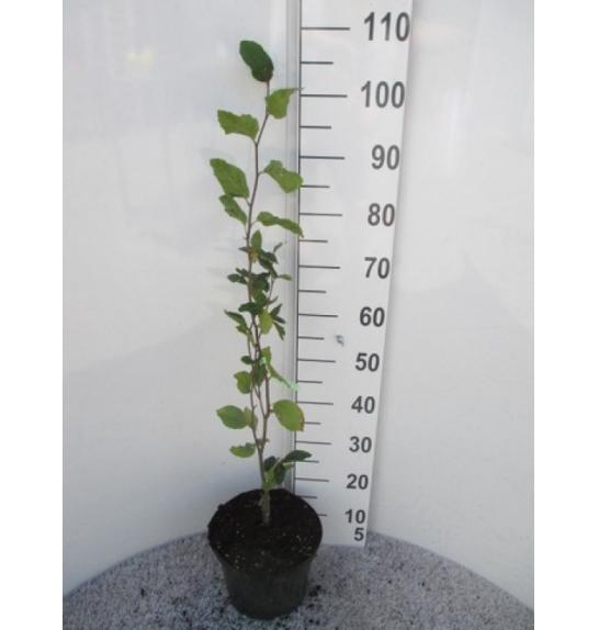 Fagus sylvatica Dawyck C5 Lit. 60-80 cm