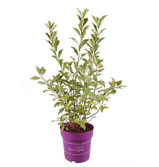 Exochorda Lotus Moon C3 Lit. 35-55 cm