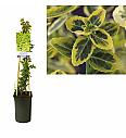 Euonymus fortunei Emerald gold C2,5 Lit. 40-60 cm