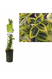 Euonymus fortunei Emerald gold C2,5 Lit. 40-60 cm