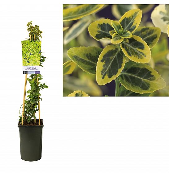 Euonymus fortunei Smaragdno zlato C2.5 Lit. 40-60 cm