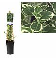 Euonymus fortunei Emerald gaiety C2,5 Lit. 40-60 cm