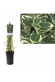 Euonymus fortunei Emerald gaiety C2,5 Lit. 40-60 cm