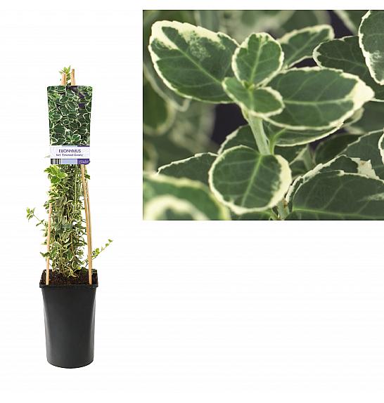 Euonymus fortunei Emerald gaiety C2,5 Lit. 40-60 cm