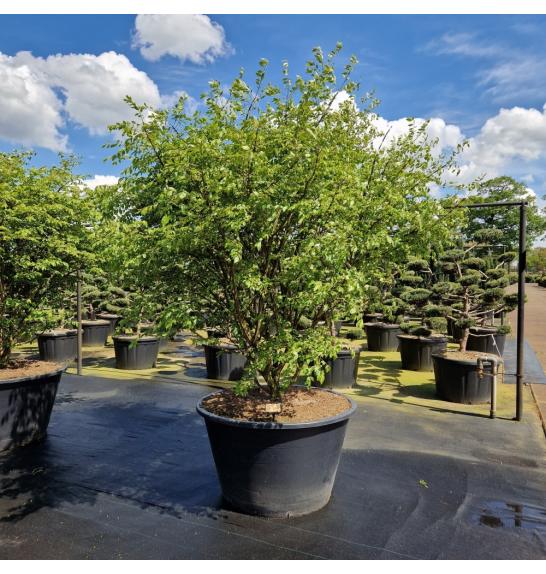 Euonymus alatus C500 Lit. 175-200 cm