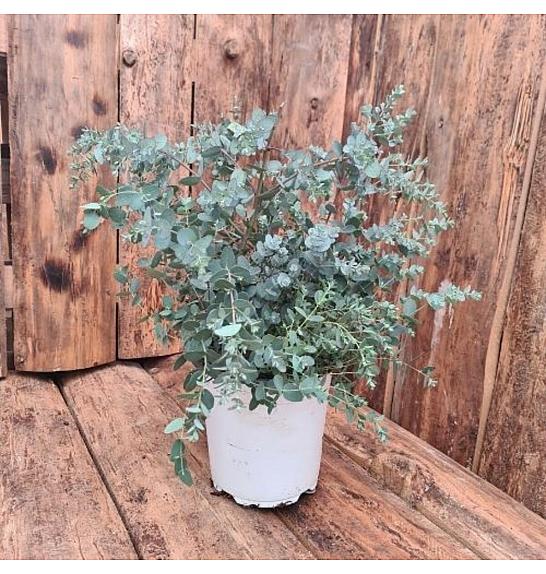 Eucalyptus gunnii Ø18