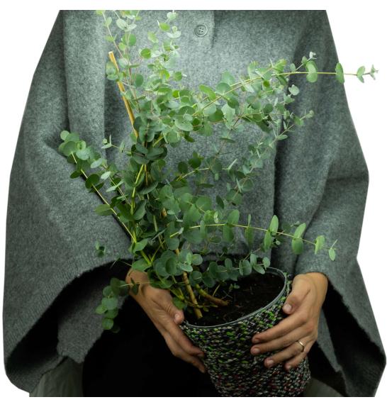 Eucalyptus gunnii Ø14
