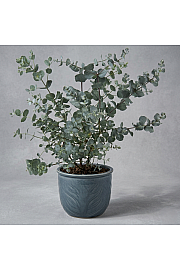 Eucalyptus gunnii Ø14